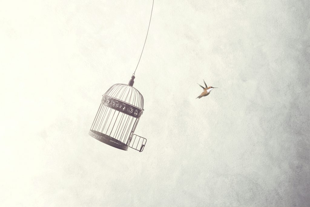 Bird flying out of birdcage as if freed for the first time.